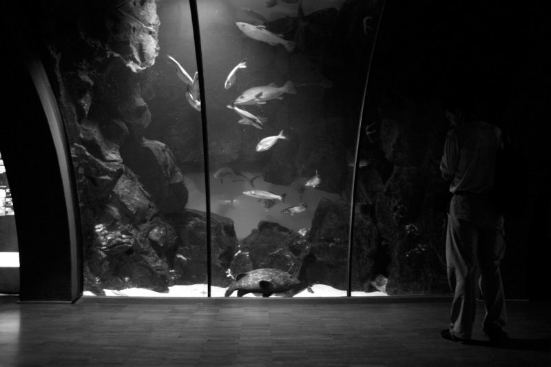 © Isacco Loconte, 2009, Milano, Bolle - Acquario civico di Milano