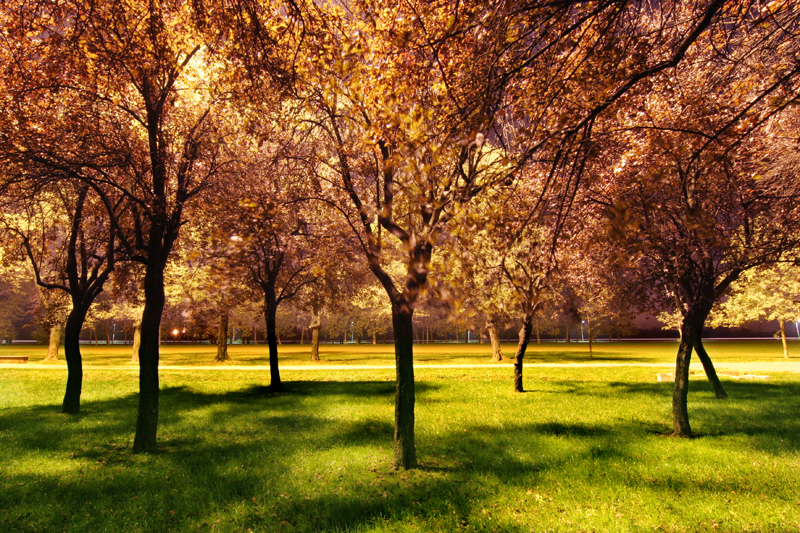 © Daniele Faverzani, 2006-2009, Milano, Parco di Trenno.